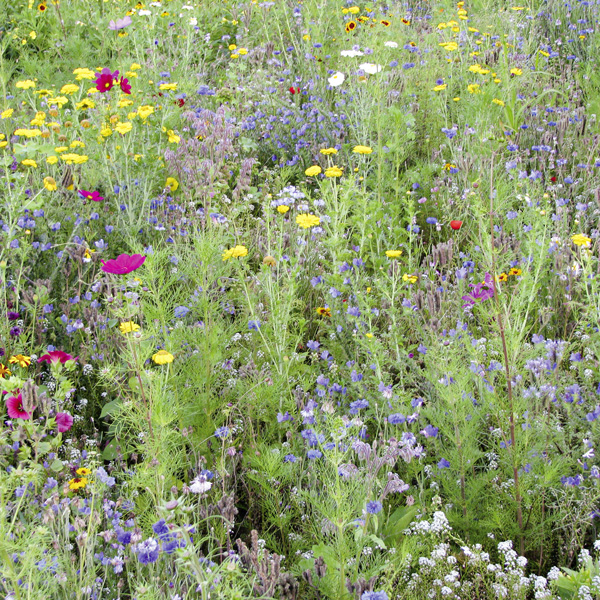 Mélange biodiversité