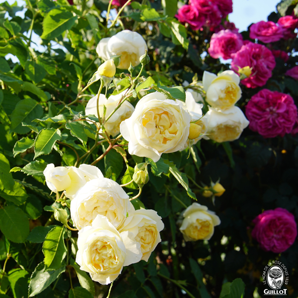 Pépiniéristes - Rosiers de jardins  - Photo 1